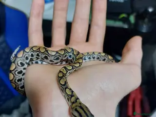 Boa Snake reptiles Brazilian rainbow boa - Advert 6