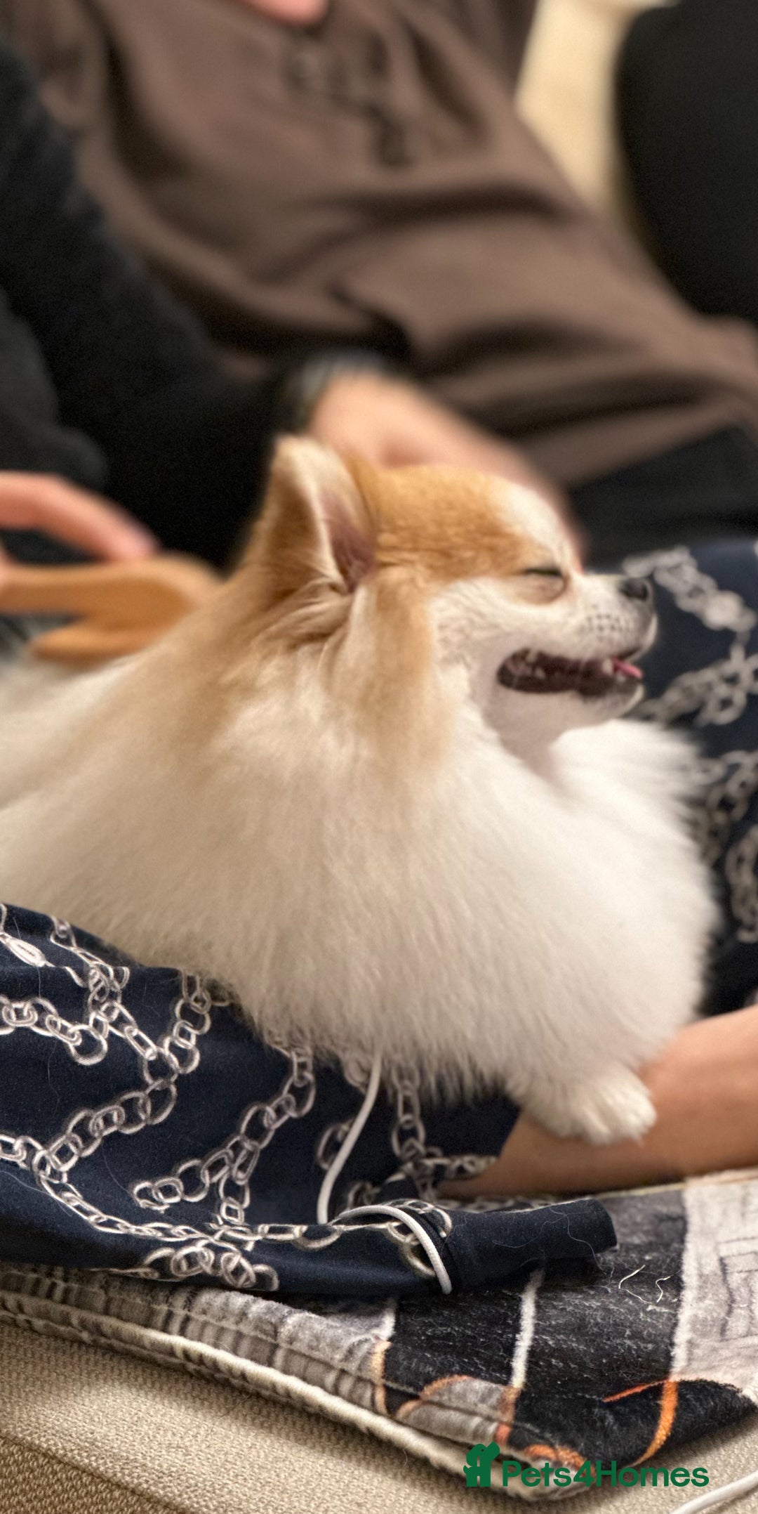 Pomeranian dogs for stud: Lover boy Romeo  - Advert 17