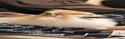 Pomeranian dogs for stud: STUD ONLY Lover boy Romeo  - Advert 17