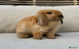 Mini Lop rabbits for sale: Male mini lop for sale - Advert 7