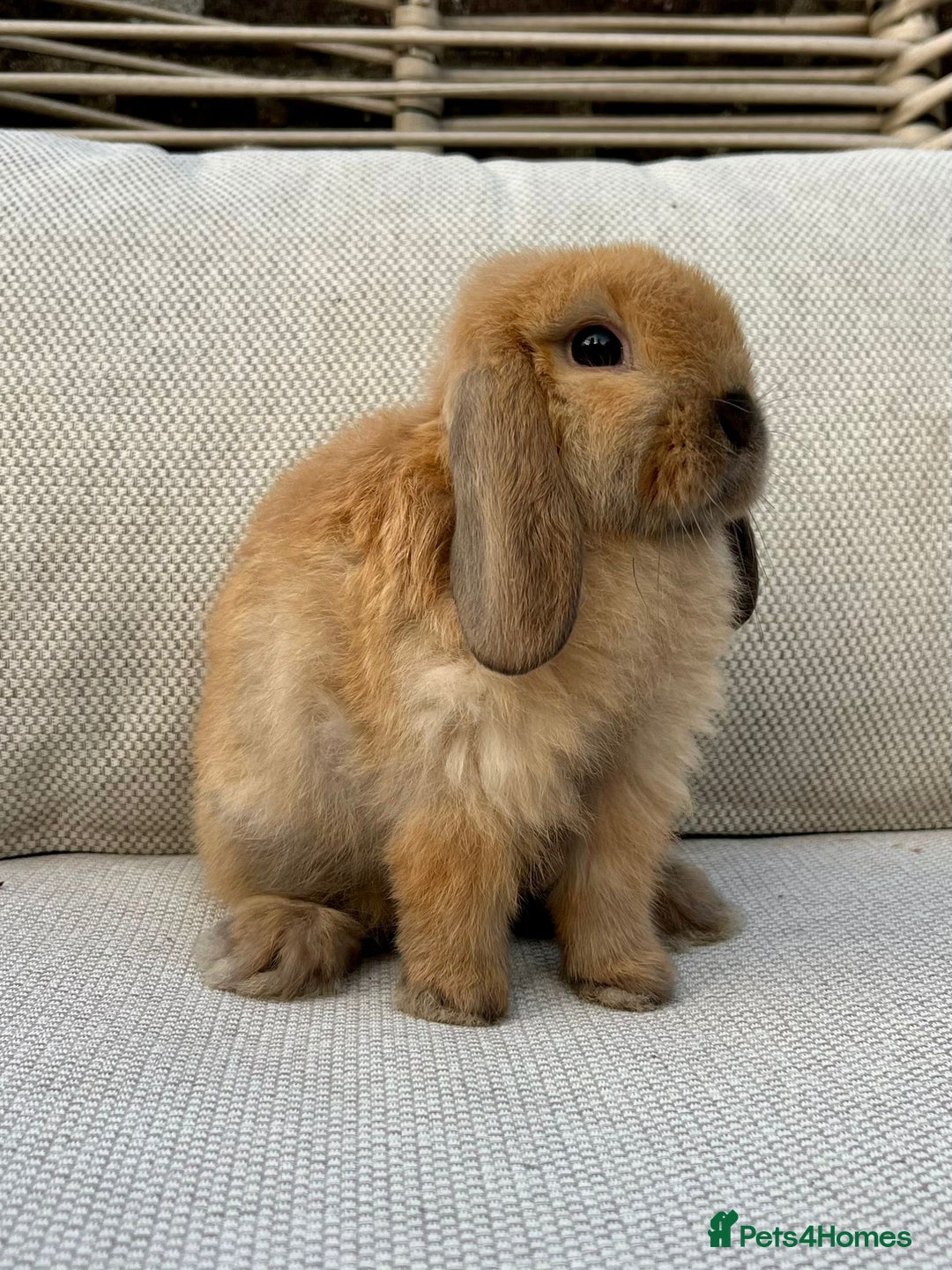 Mini Lop rabbits for sale: Male mini lop for sale - Advert 7