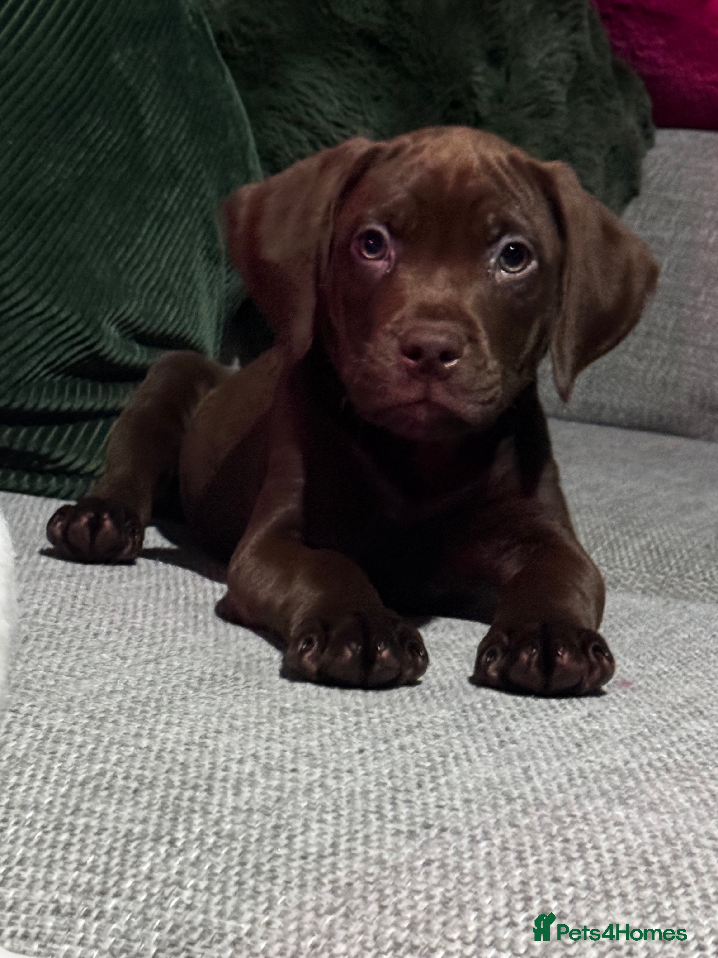 Mixed Breed dogs ‼️ last boy of the litter ‼️ - Advert 1