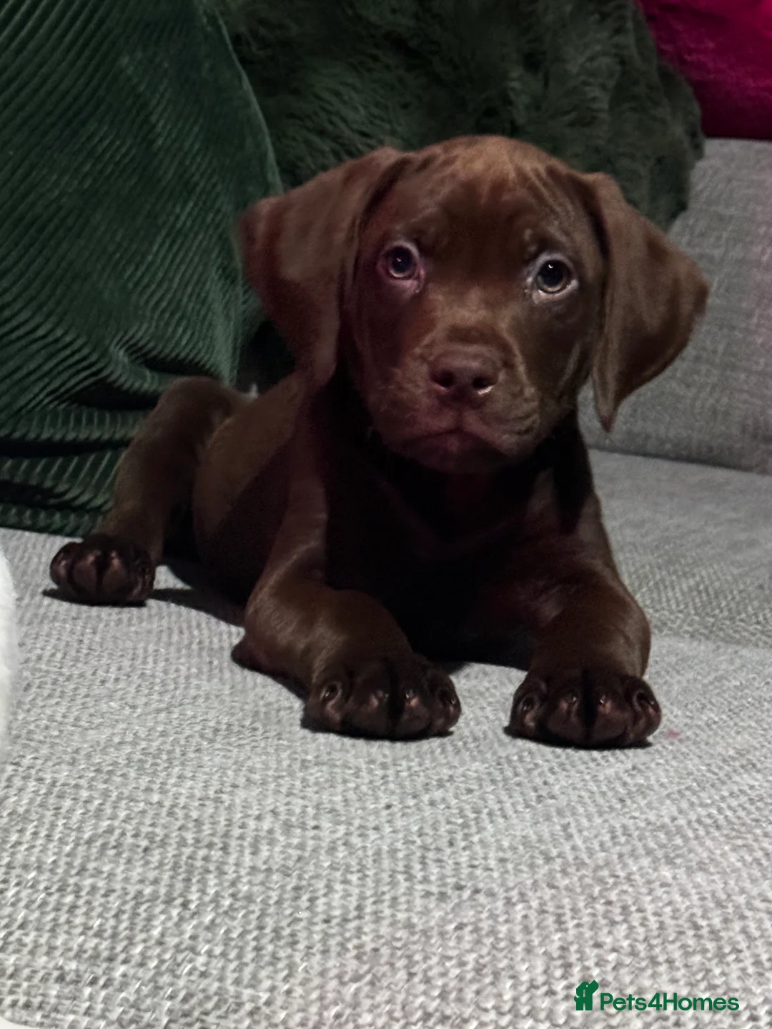 Mixed Breed dogs for sale: ‼️ last boy of the litter ‼️ - Advert 1