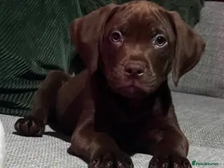 Mixed Breed dogs ‼️ last boy of the litter ‼️ - Advert 1