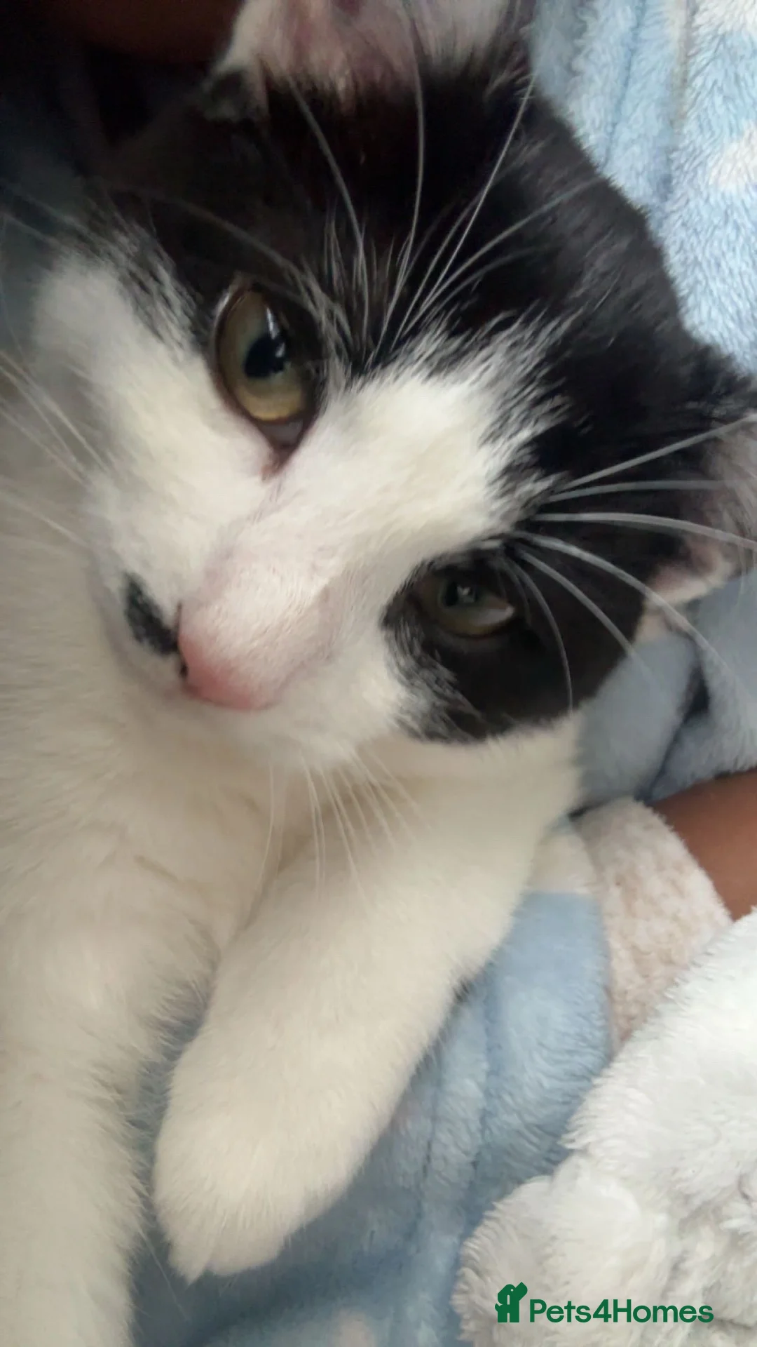 Mixed Breed cats for sale: mixed breed cat - Advert 5