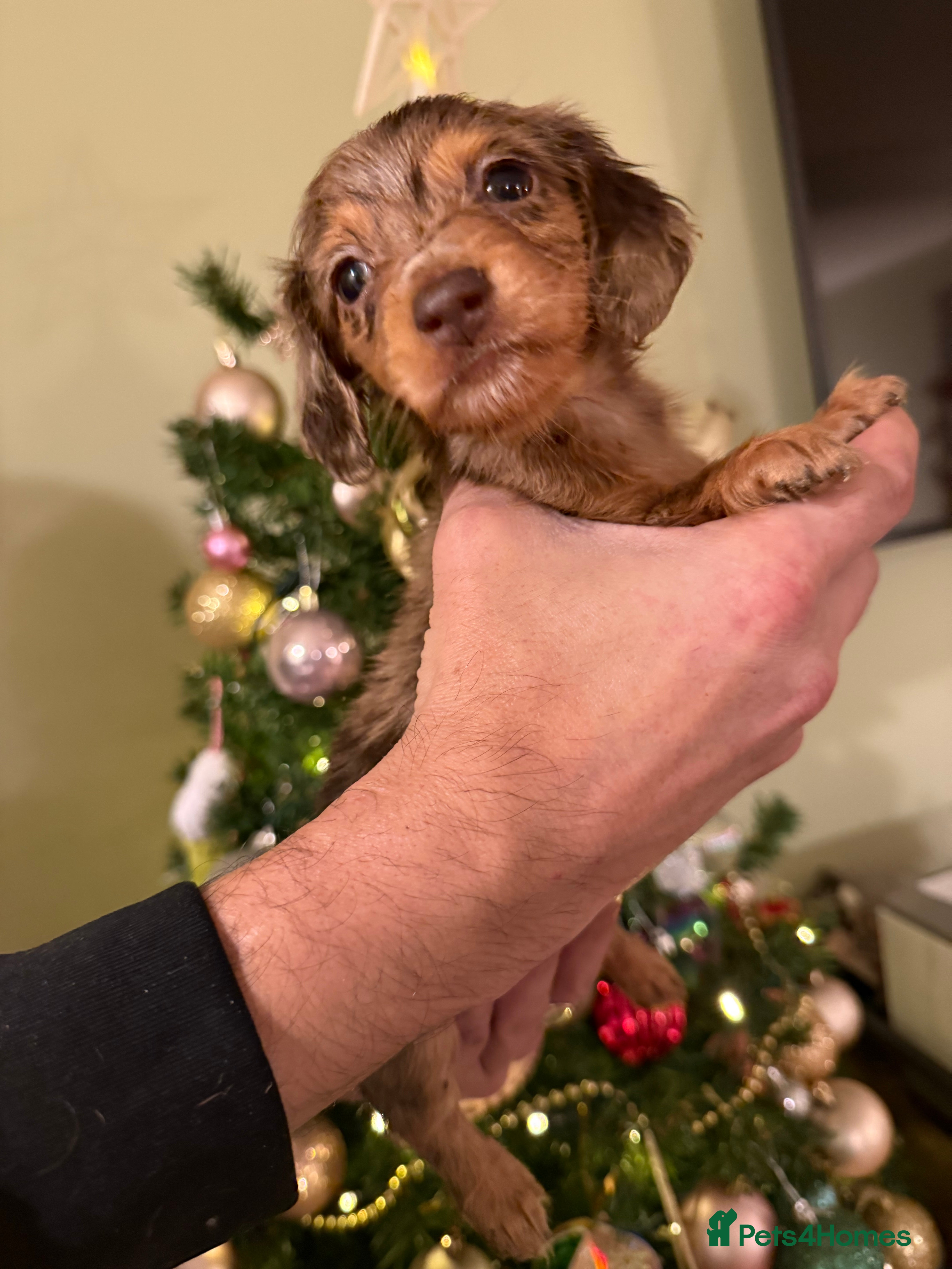 Miniature Dachshund dogs ⚜️Charming Little Puppies ⚜️ - Advert 1