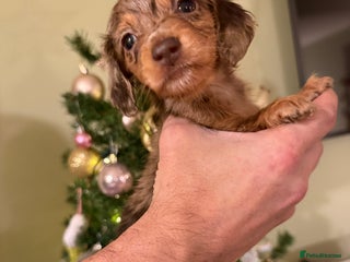 Miniature Dachshund dogs ⚜️Charming Little Puppies ⚜️ - Advert 1