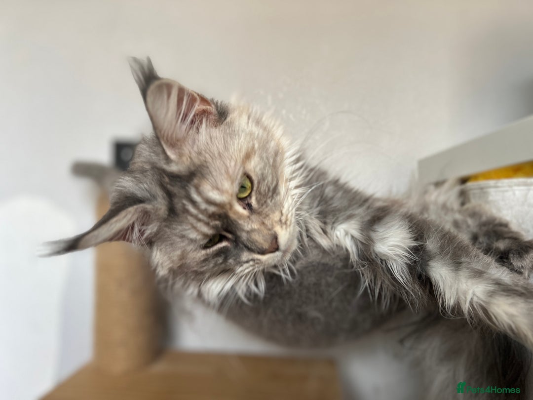 Maine Coon cats for sale: Registered pedigree maine coon for sale - Advert 33