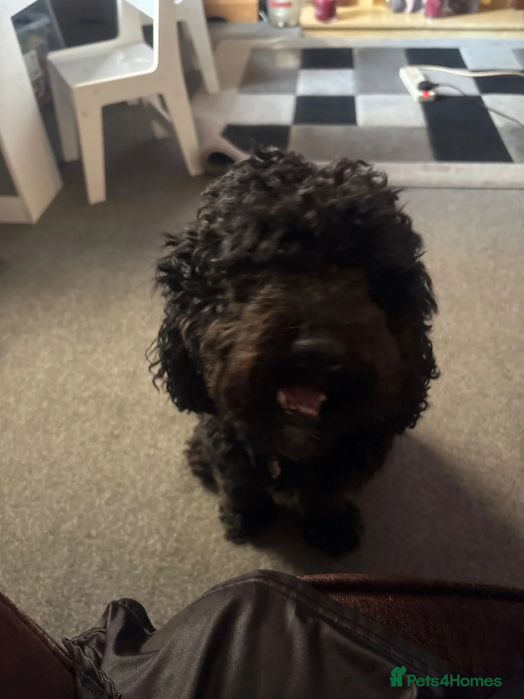 Cockapoo dogs for sale: Cockapoo in Rotherham - Advert 2