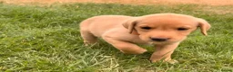 Labrador Retriever dogs for sale: Working Labrador Puppies – KC Registered in Shrewsbury - Advert 27