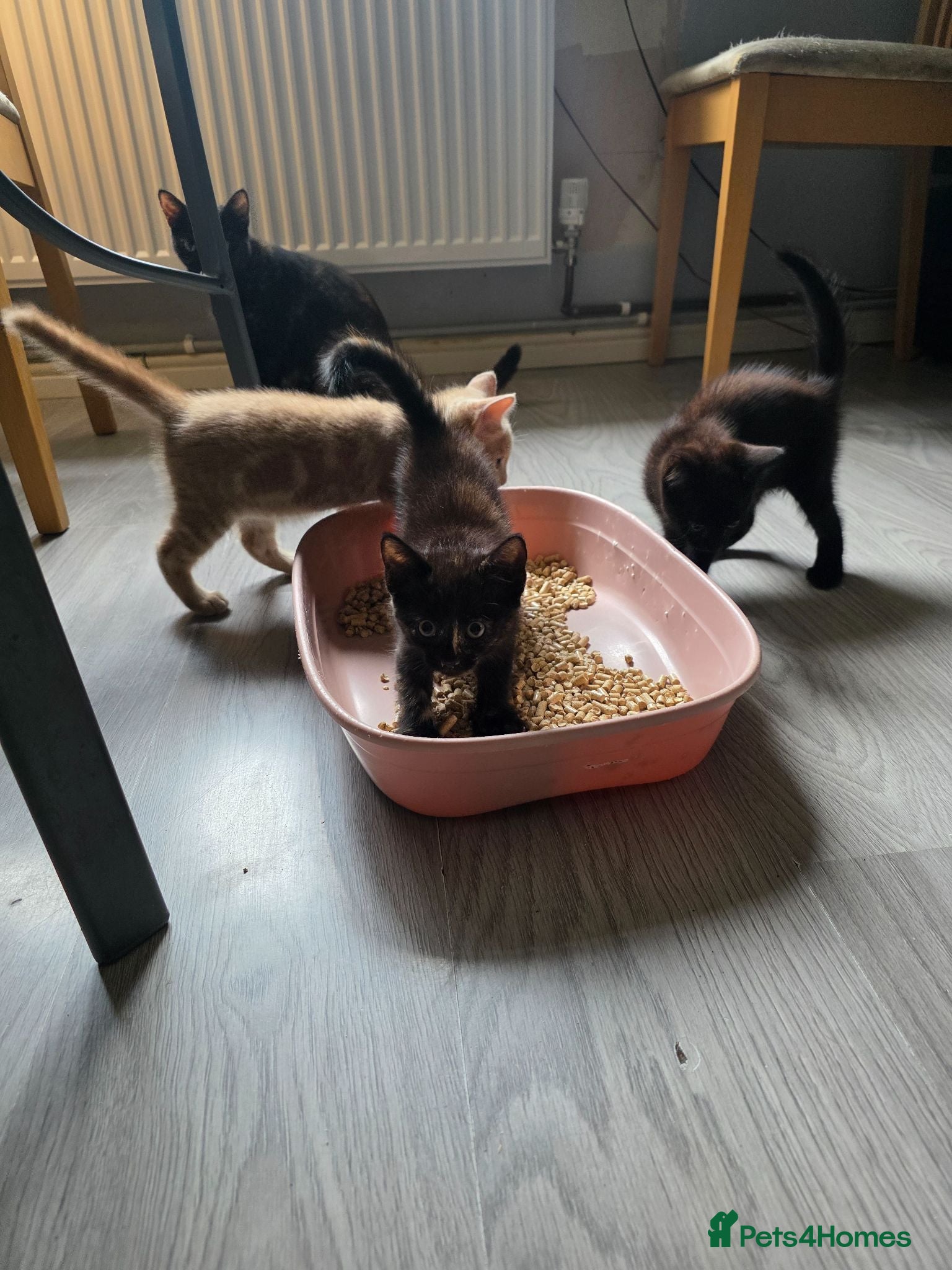 Mixed Breed cats Kittens looking for forever home - Advert 3