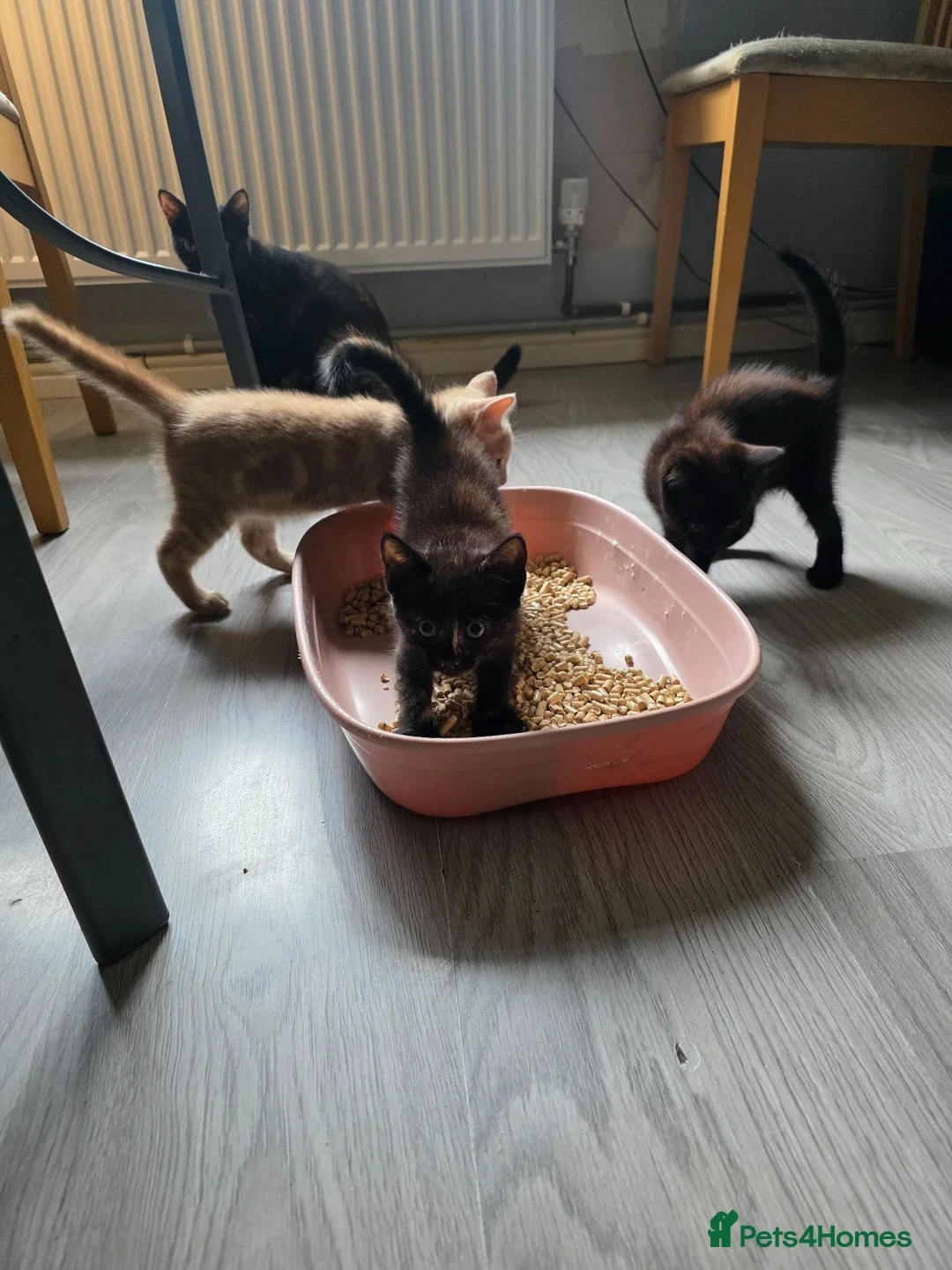 Mixed Breed cats for sale: Kittens looking for forever home in Stowmarket - Advert 1