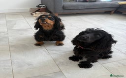 Cocker Spaniel dogs for sale: ****only 2 left****Stunning cocker puppies - Image 26