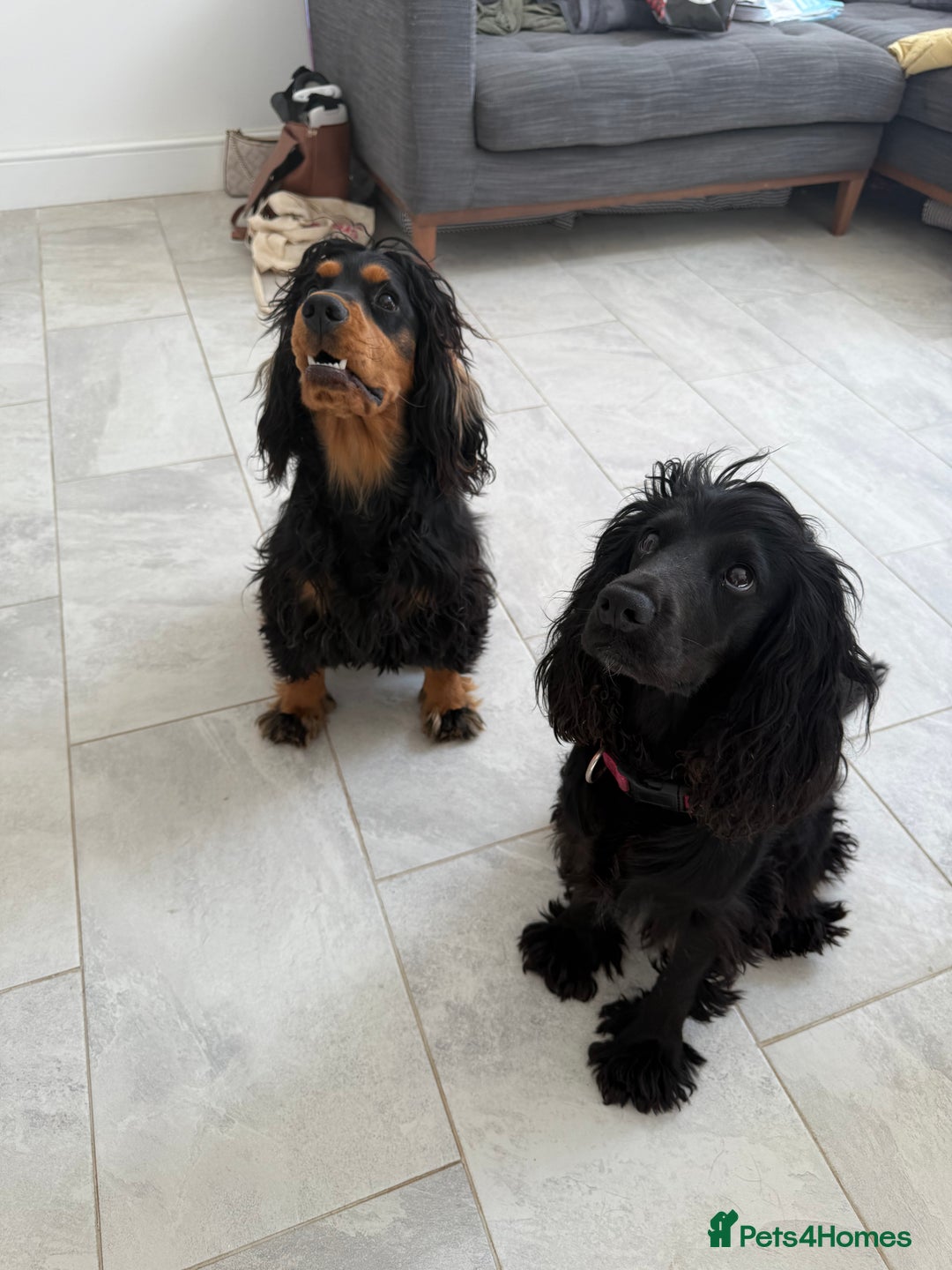 Cocker Spaniel dogs for sale: ****only 2 left****Stunning cocker puppies - Image 26