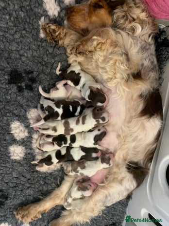 Cocker Spaniel dogs Beautiful show line cocker spaniel puppies - Advert 1