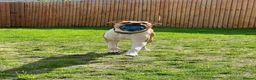 Mixed Breed dogs for sale: Theo. in Tamworth - Advert 3