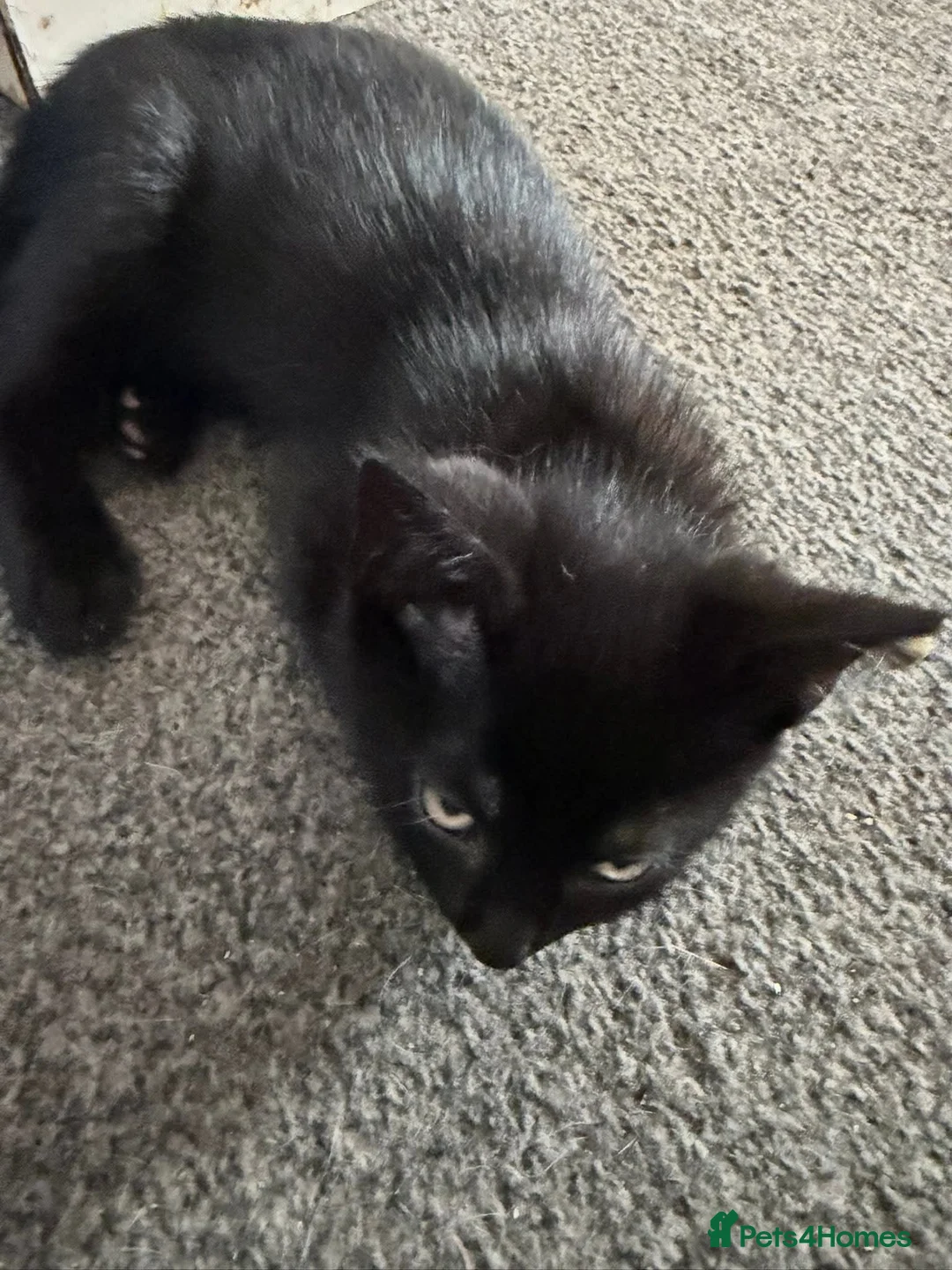 British Shorthair cats for sale: Kittens, 2 boys 1 girl - Advert 2