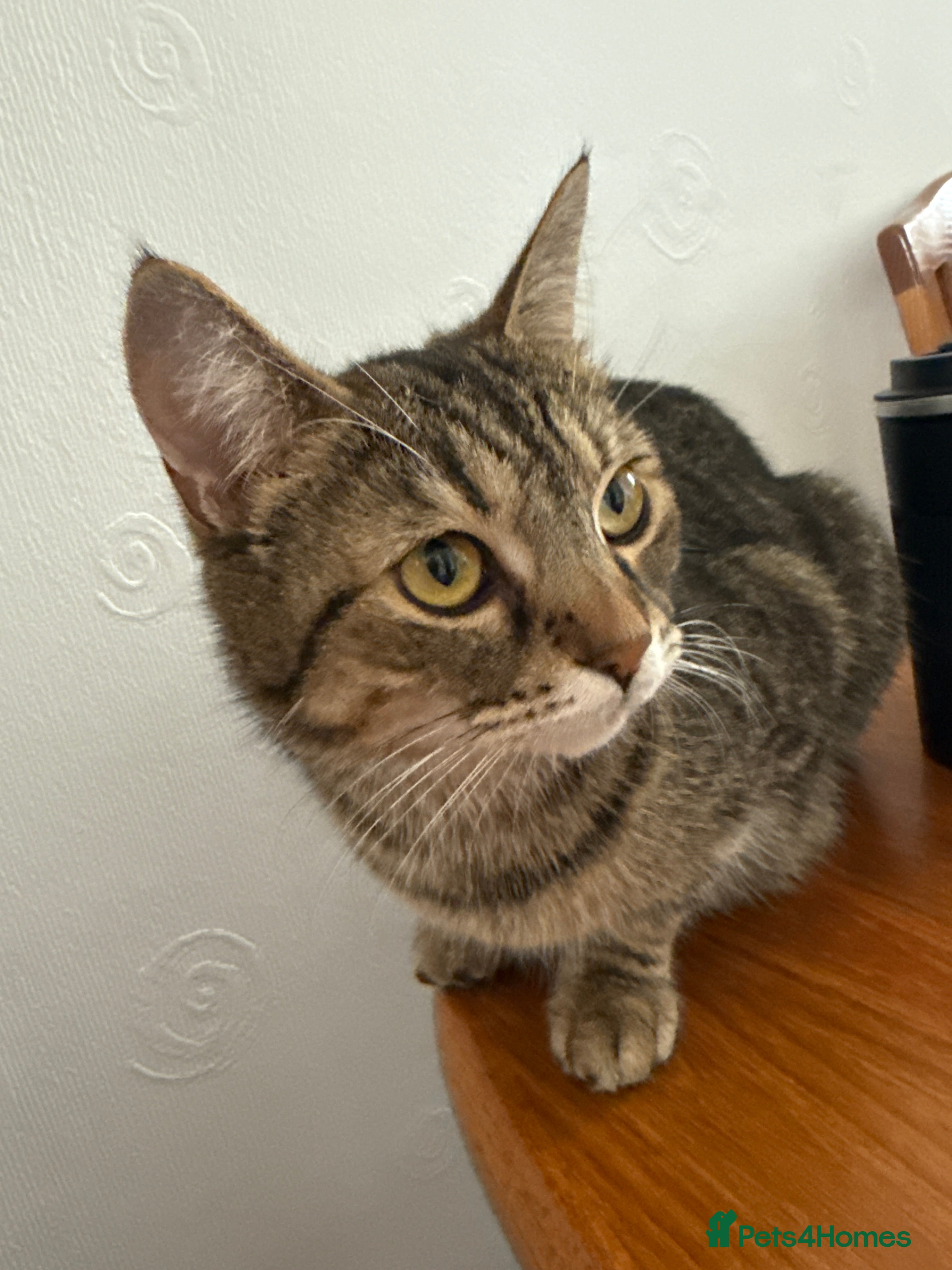 Domestic Shorthair cats Kittens looking for a loving home  - Advert 1