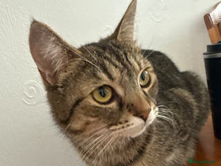 Domestic Shorthair cats Kittens looking for a loving home - Advert 1