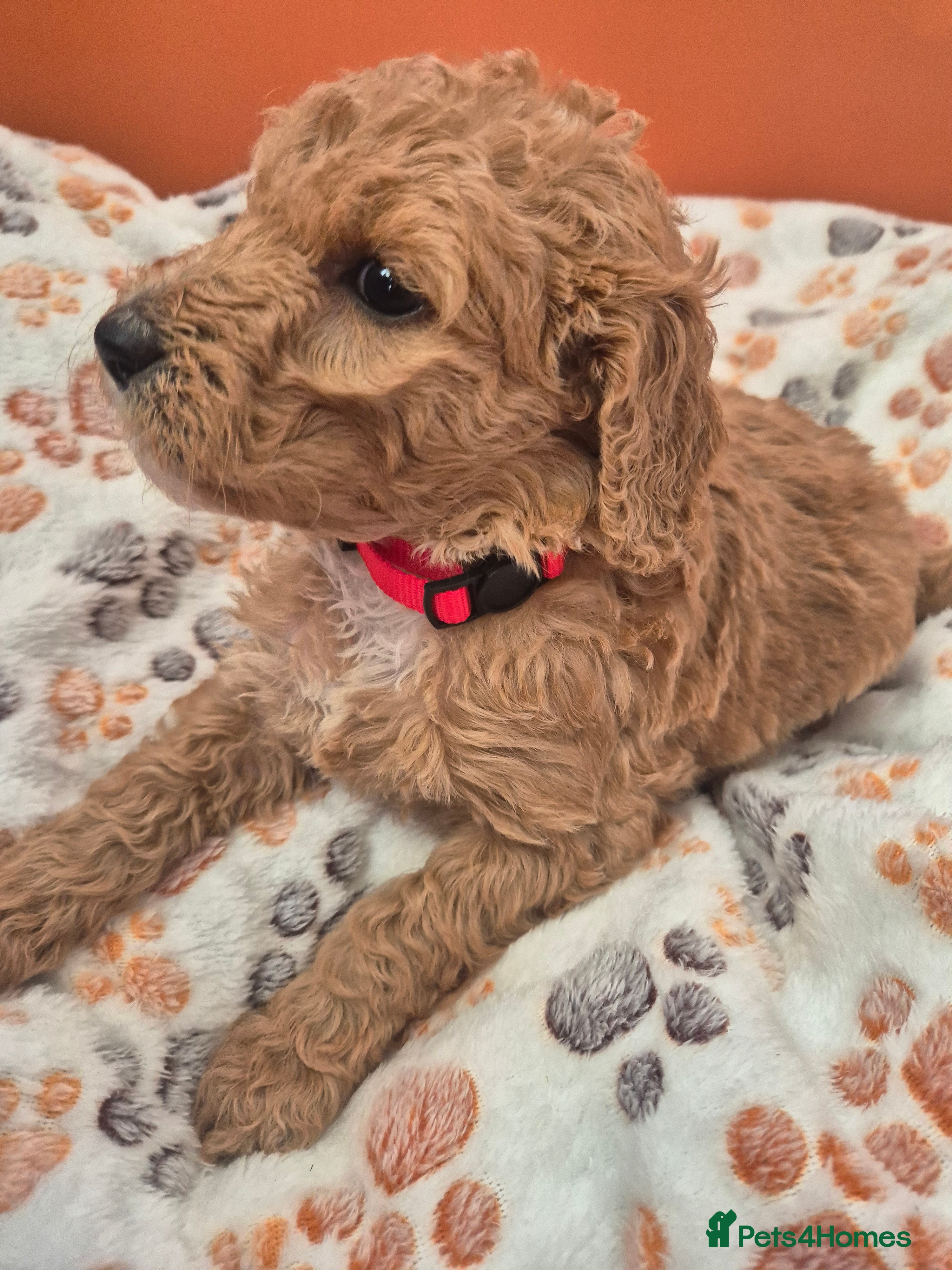 Standard Poodle dogs for sale: KC Registered Standard Poodles • Full of Character - Advert 2