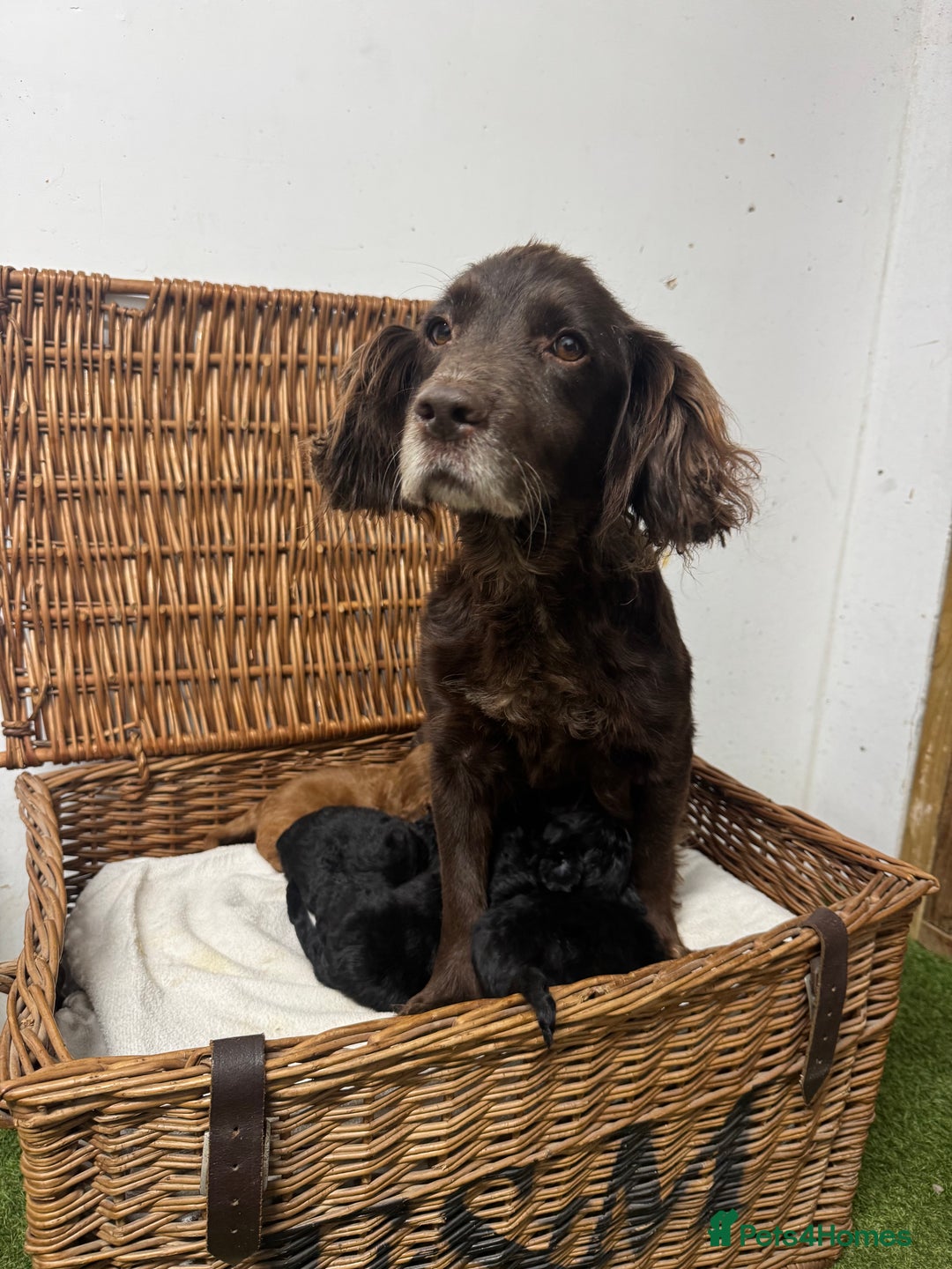 Cockapoo dogs for sale:  DNA health tested fully vaccinated ready to go - Advert 8