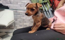 Patterdale Terrier dogs for sale: Patterdale pups - Image 3