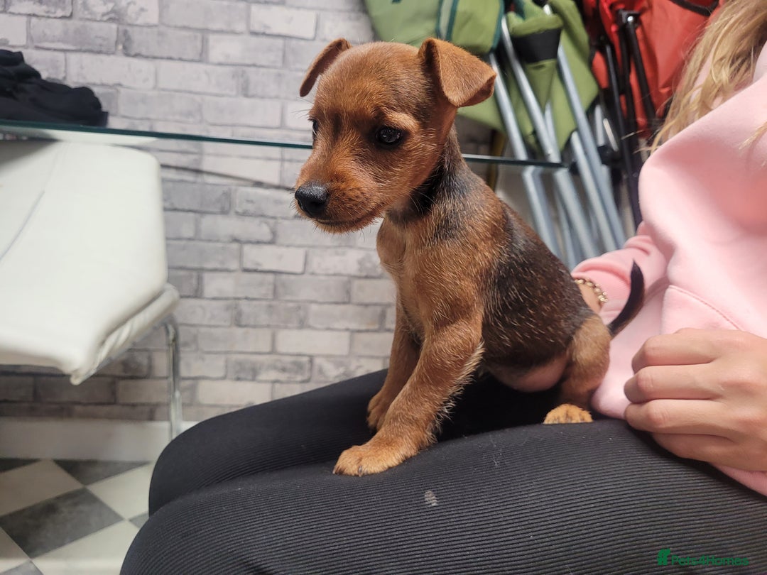 Patterdale Terrier dogs for sale: Patterdale pups - Image 3