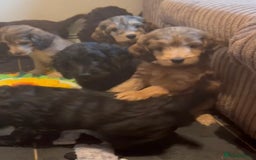Cockapoo dogs for sale: Beautiful fully DNA tested show Cockapoo puppies - Image 10
