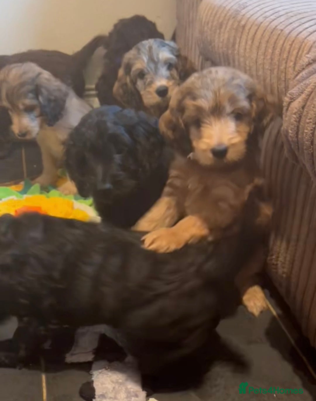 Cockapoo dogs for sale: Beautiful fully DNA tested show Cockapoo puppies - Image 10