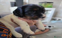 Cocker Spaniel dogs for sale: Last female Pedigree working cocker puppy - Image 6