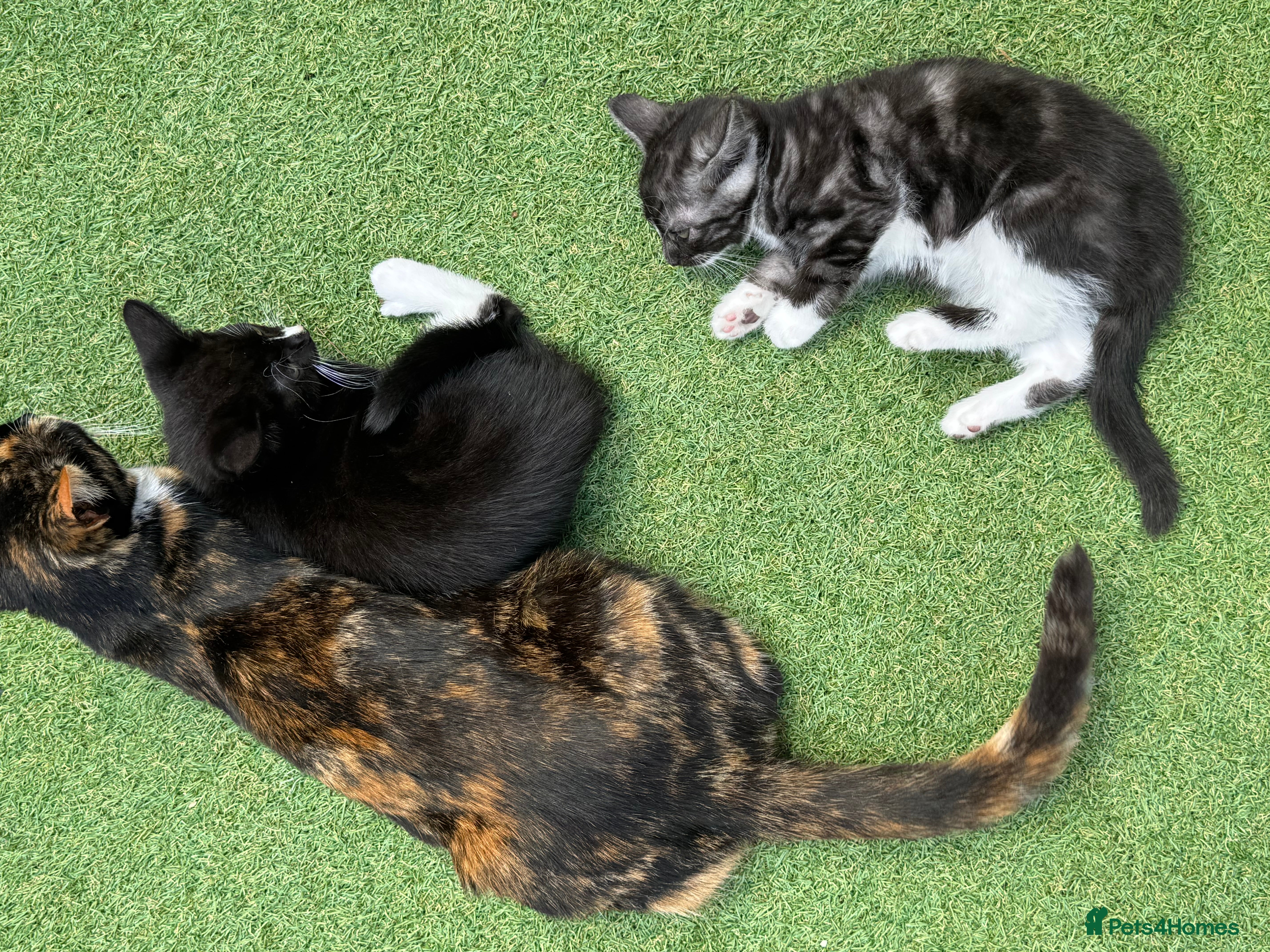 Mixed Breed cats Gorgeous kittens  - Advert 7