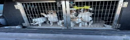 Jack Russell dogs for stud: Jack Russell Stud Dog  - Advert 2