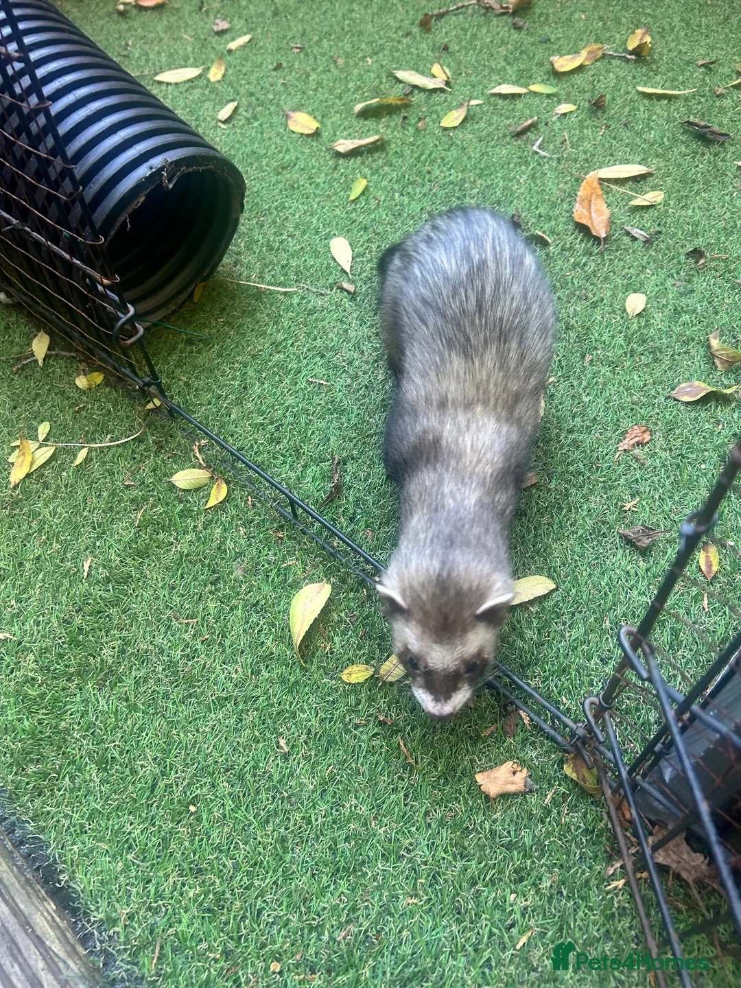 Ferret rodents for sale: Two Boi Ferrets available - Advert 1