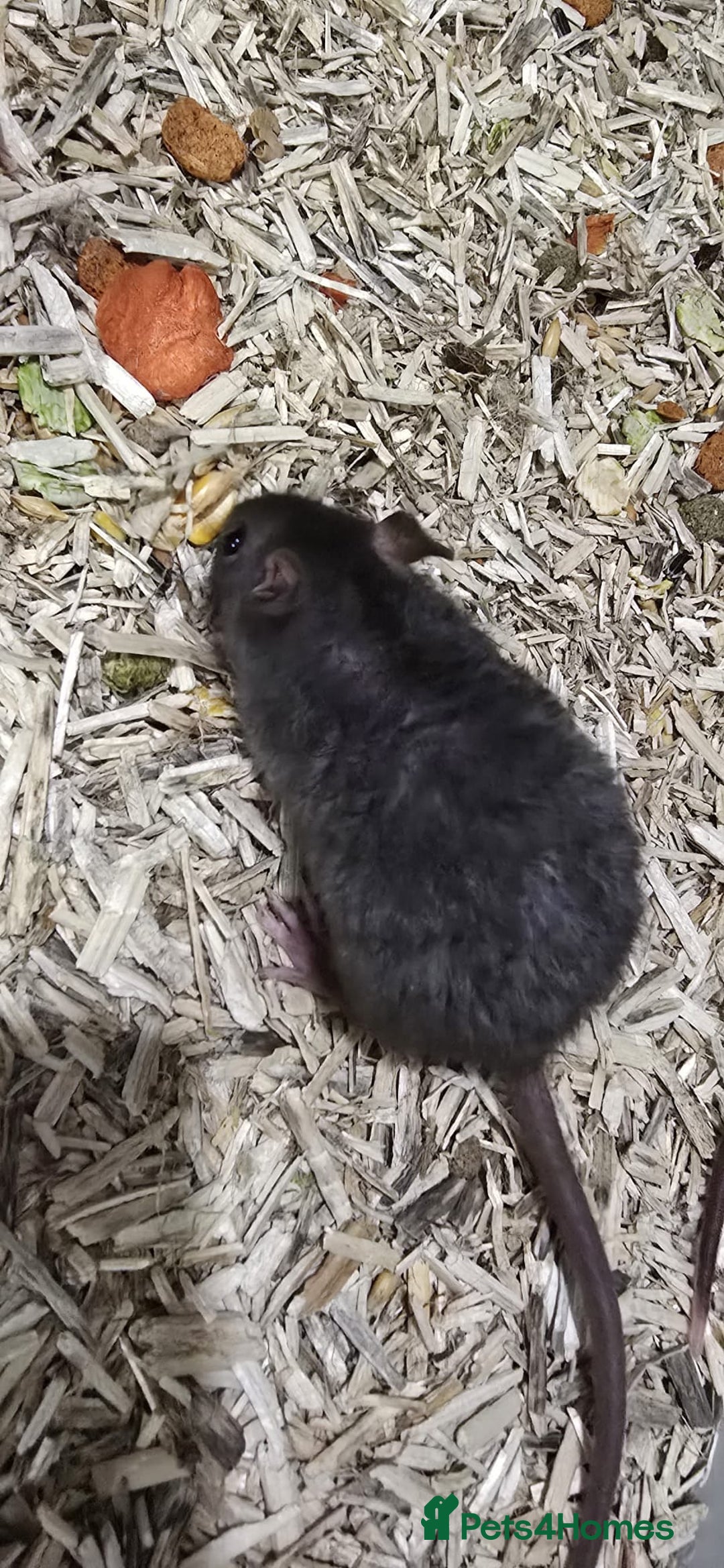 Rat rodents for sale: 4 female Rats for sale  - Advert 4