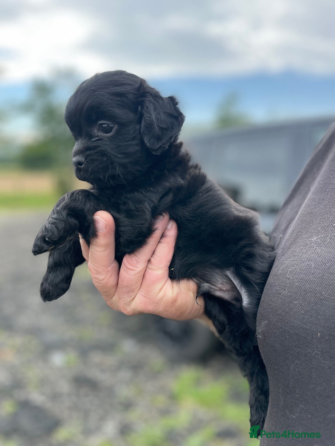 Mixed Breed dogs for sale: Minature Pugapoo Puppies  - Image 3