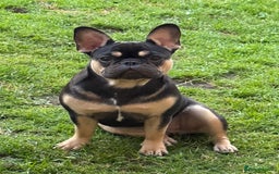 French Bulldog dogs for sale: Black & tan female french bulldog  - Image 3
