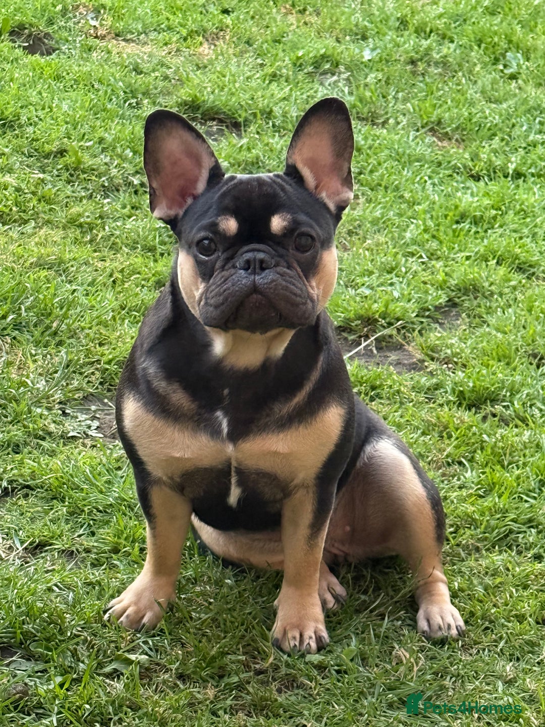 French Bulldog dogs for sale: Black & tan female french bulldog  - Image 3