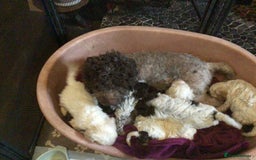 Lagotto Romagnolo dogs for sale: Pedigree Kennel Club Registered Lagotto Romagnolo - Image 18