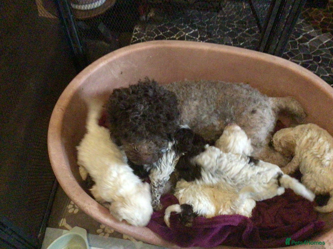 Lagotto Romagnolo dogs for sale: Pedigree Kennel Club Registered Lagotto Romagnolo - Image 18
