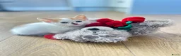 Mixed Breed cats for sale: Beautiful Kittens - Advert 22