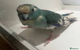 Parakeets birds for sale: Male blue pied spangle, split to cream kakariki - Image 1