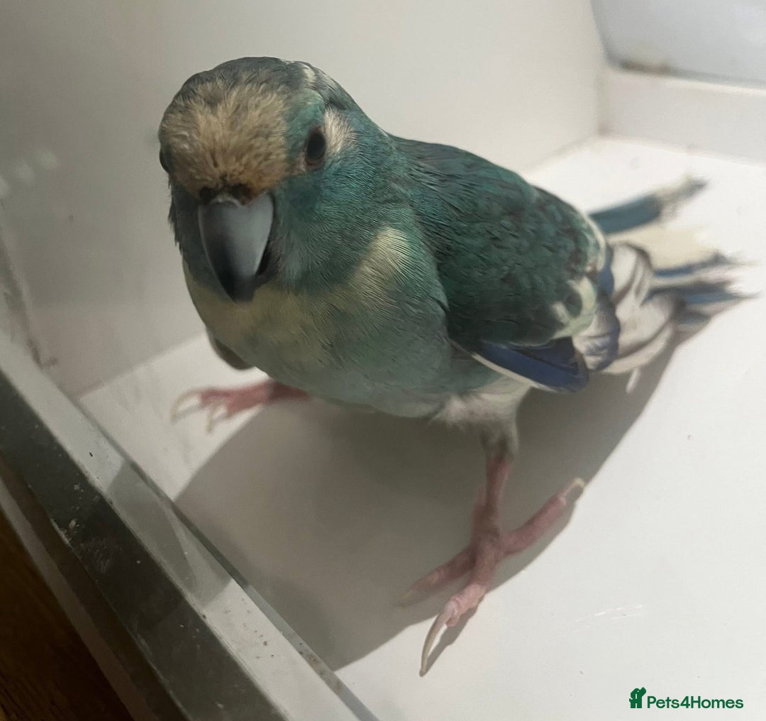 Parakeets birds for sale: Male blue pied spangle, split to cream kakariki - Image 1