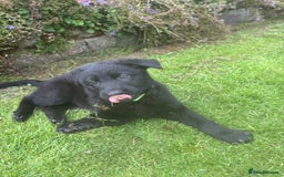 German Shepherd dogs for sale: ONE GIRL AVAILABLE -German shepherd puppies - Image 25