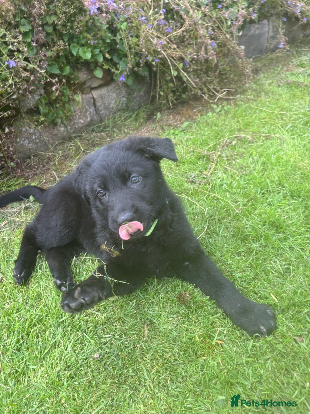 German Shepherd dogs for sale: ONE GIRL AVAILABLE -German shepherd puppies - Image 25