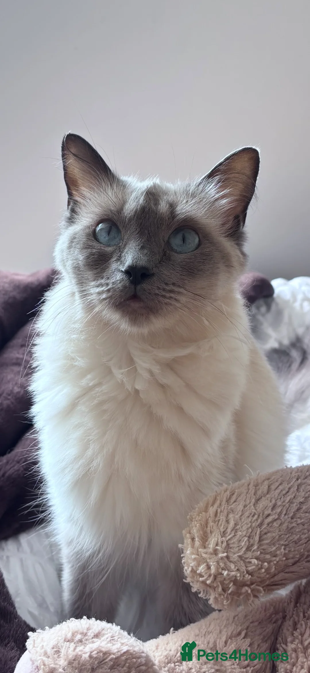 Ragdoll cats for sale: 5 stunning ragdolls babies ❤️ - Advert 2