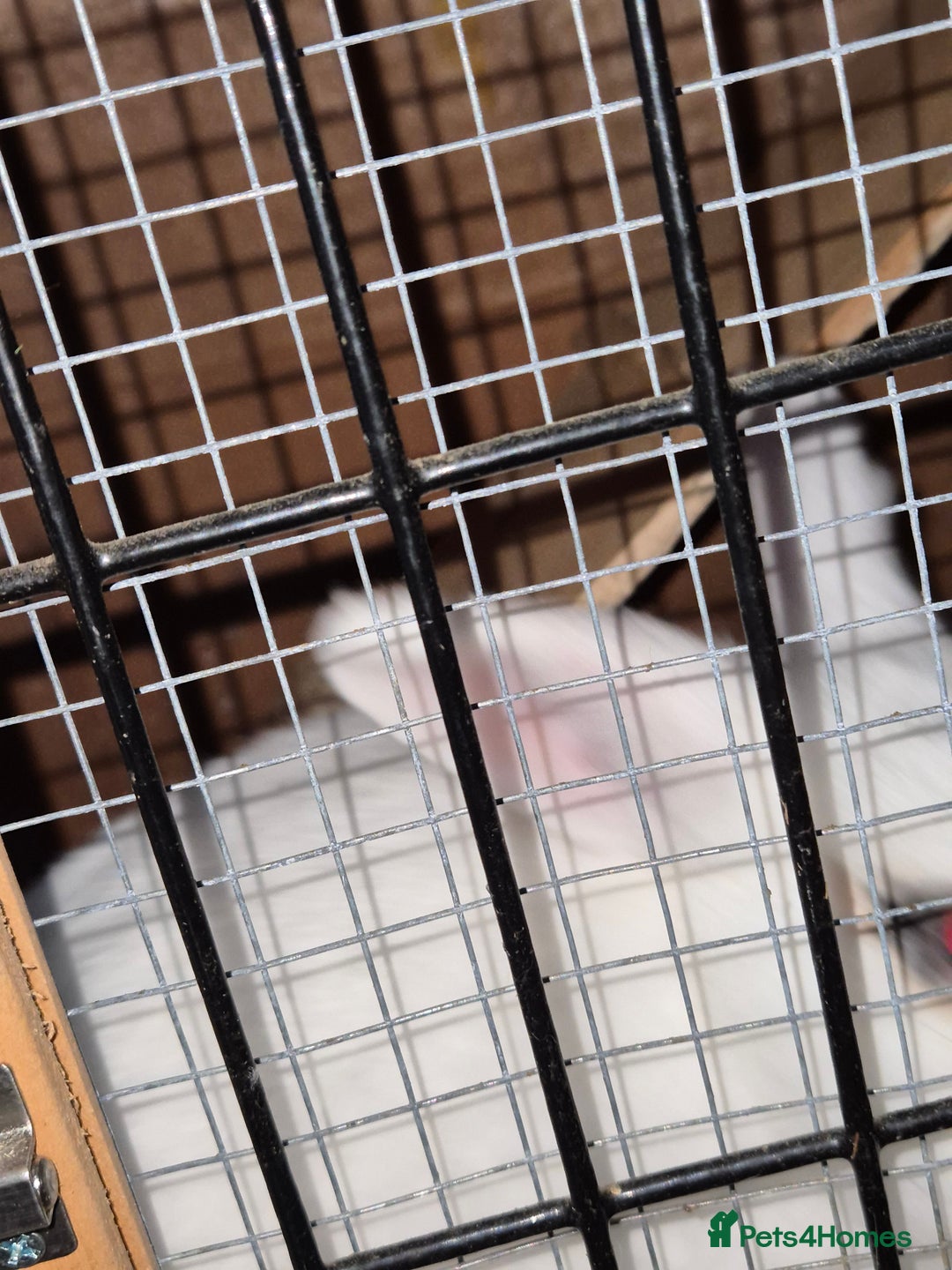 Mixed Breed rabbits for sale: Female rabbit - Advert 4