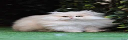 British Longhair cats for sale: SPAYED RETIRED 3 YR QUEEN  - Advert 7