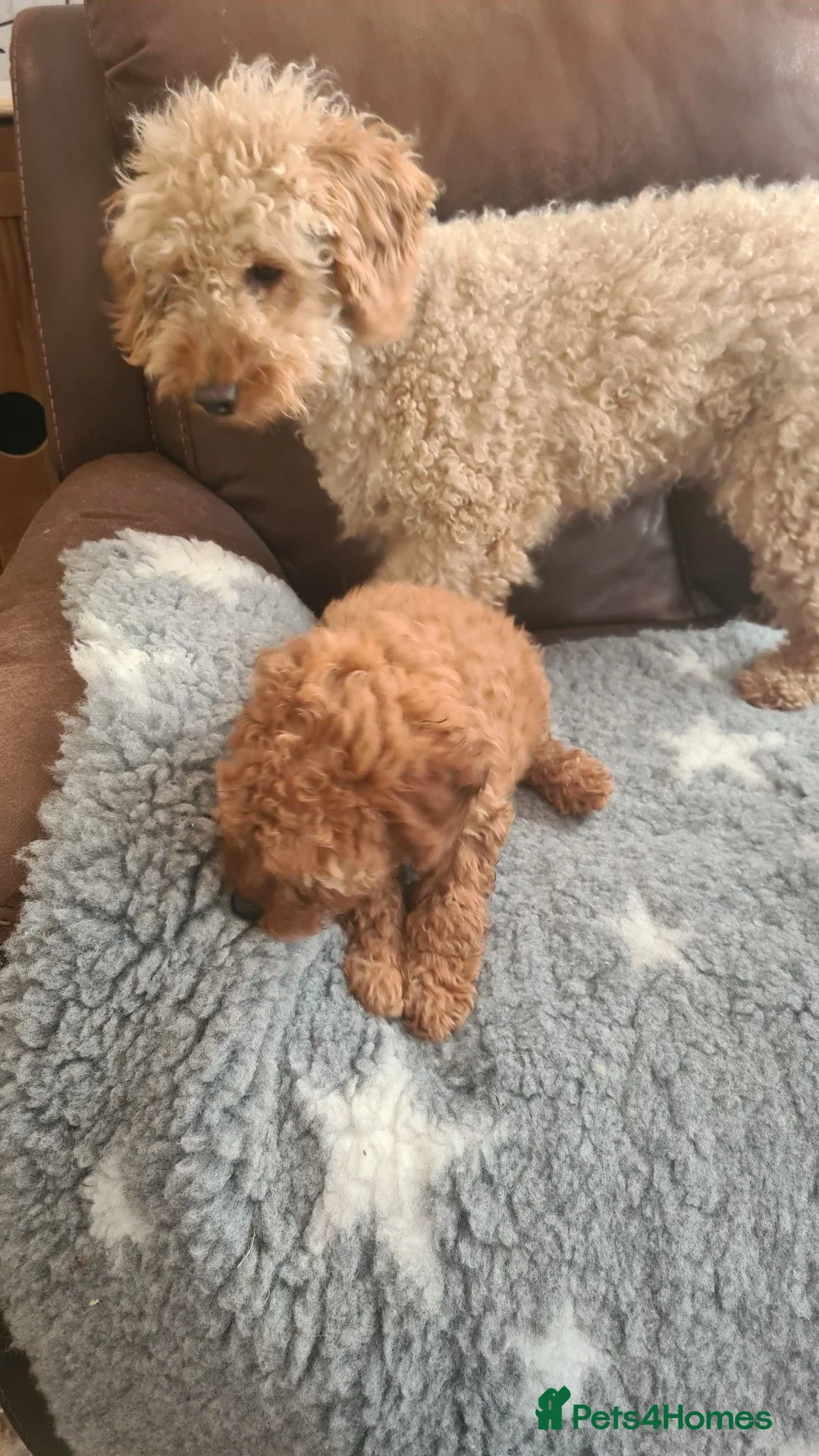 Miniature Poodle dogs for sale: KC registered miniature poodles puppies in Corwen - Advert 4