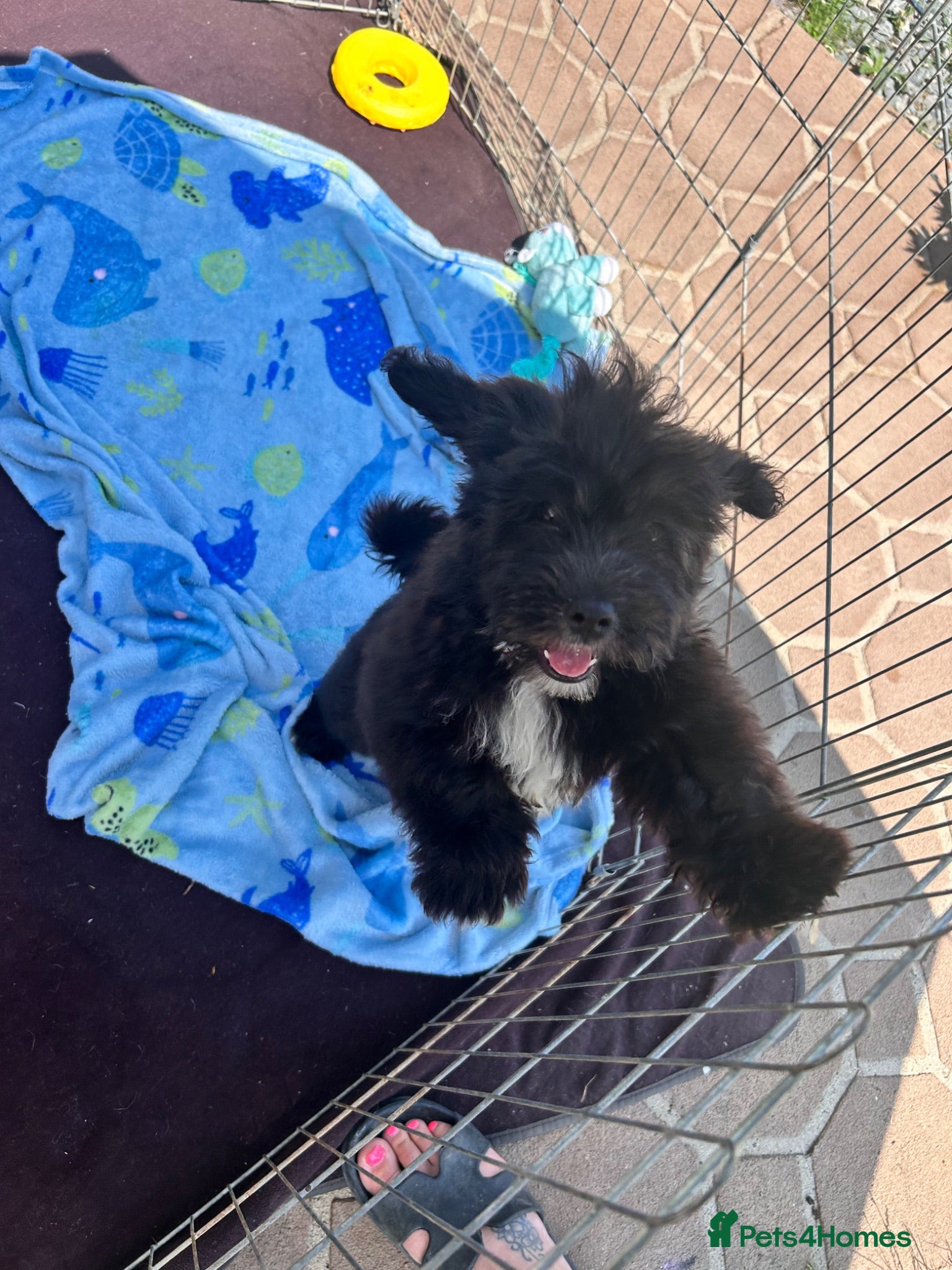 Lhasapoo dogs Lhasapoo puppies ready now!! - Advert 14