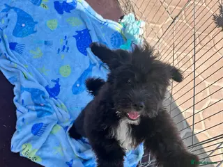 Lhasapoo dogs Lhasapoo puppies ready now!! - Advert 14